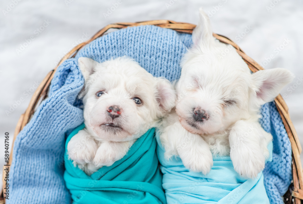 Two tiny Bichon Frise puppies wrapped like a babies sleep inside basket at home. Top down view Two tiny Bichon Frise puppies wrapped like a babies sleep inside basket at home. Top down view
