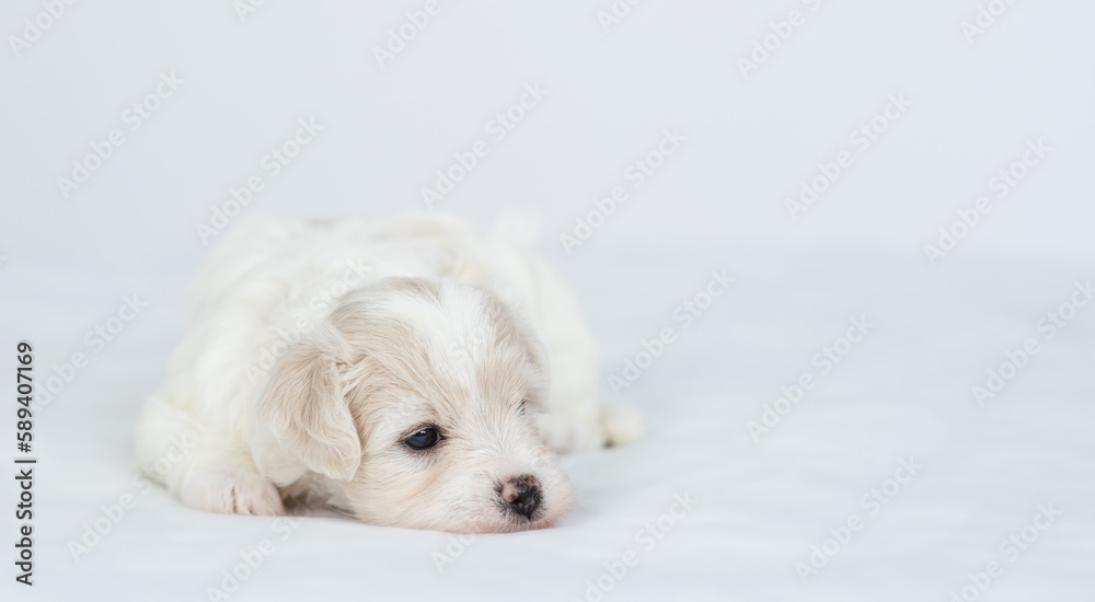 Sleepy Bichon Frise puppy lying on a bed at home Sleepy Bichon Frise puppy lying on a bed at home