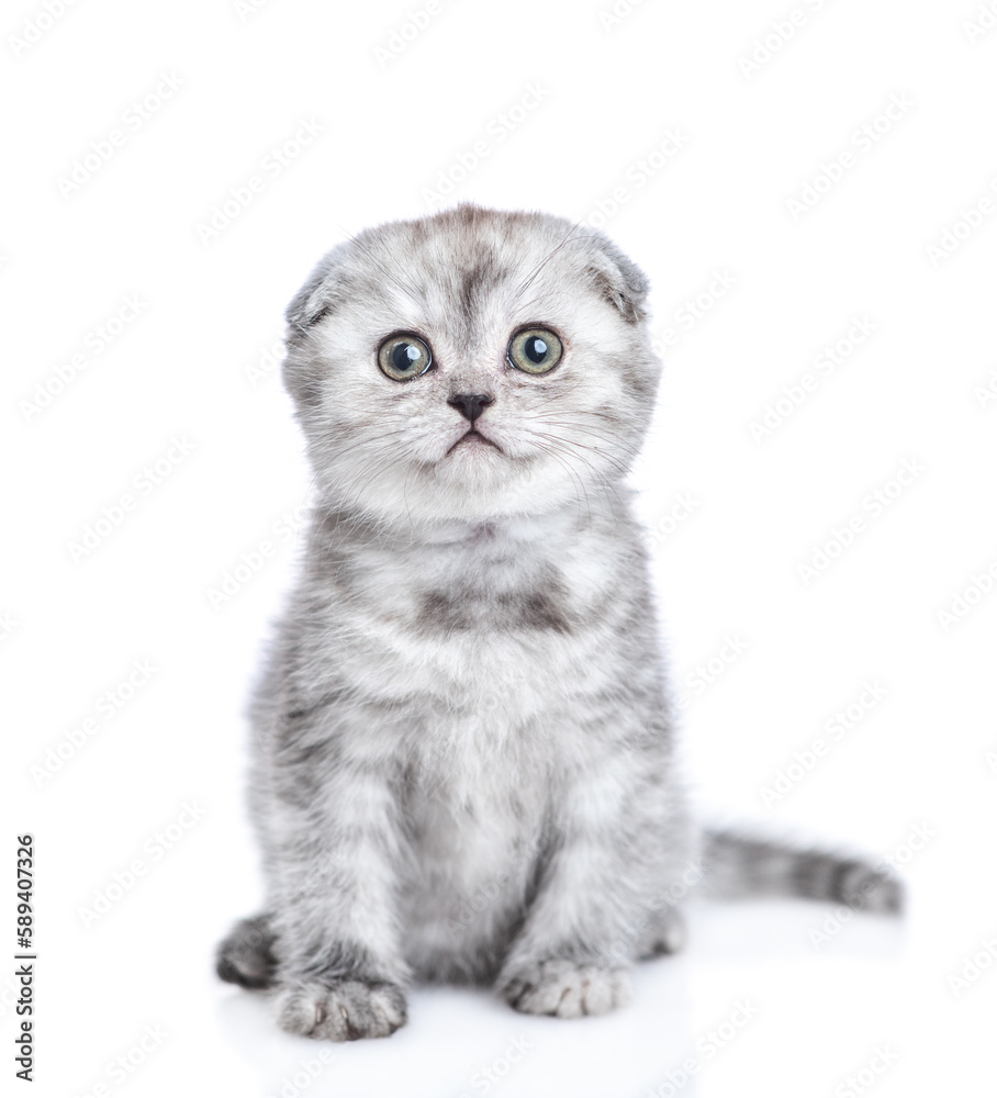 Cute fold tabby kitten sits in front view and looks at camera. isolated on white background