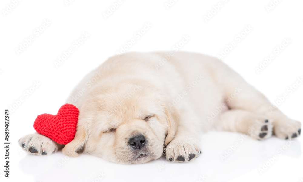 Golden retriever puppy sleeps with red heart. isolated on white background Golden retriever puppy sleeps with red heart. isolated on white background