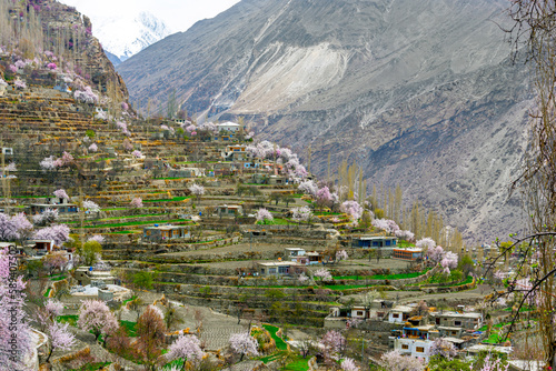 landscape with pink spring trees and blossom flowers and colorful fore ground and snow mountains in background   photo