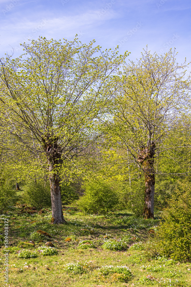 Pollarding lush green trees at springtime
