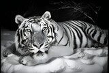 Siberian tiger closeup