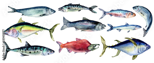 Set of wild sea fish watercolor illustration isolated on white background.