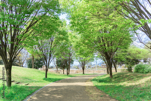 Fototapeta Naklejka Na Ścianę i Meble -  緑のある公園