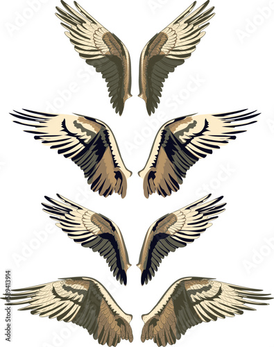 Wings with feathers in fore variations. Vector illustration of osprey bird wings in different variations. Bird illustrations in vector.