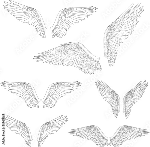 Vector lineart of wings with feathers. Wings with feathers. Line art. Vector illustration of osprey bird wings in different variations. Bird illustrations in vector.