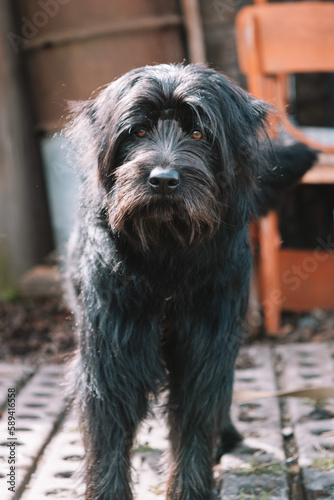 portrait of a dog