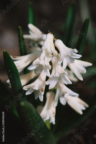 white flower