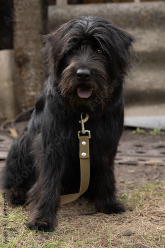 portrait of a dog