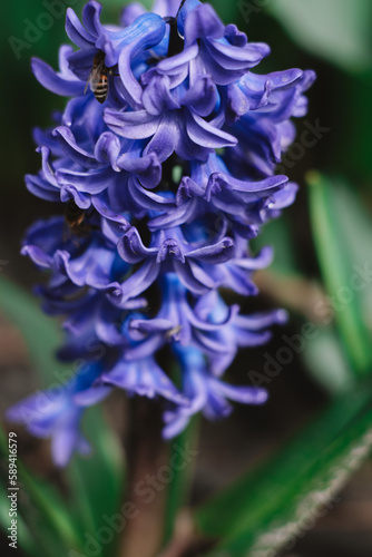 close up of a blue hyacinth