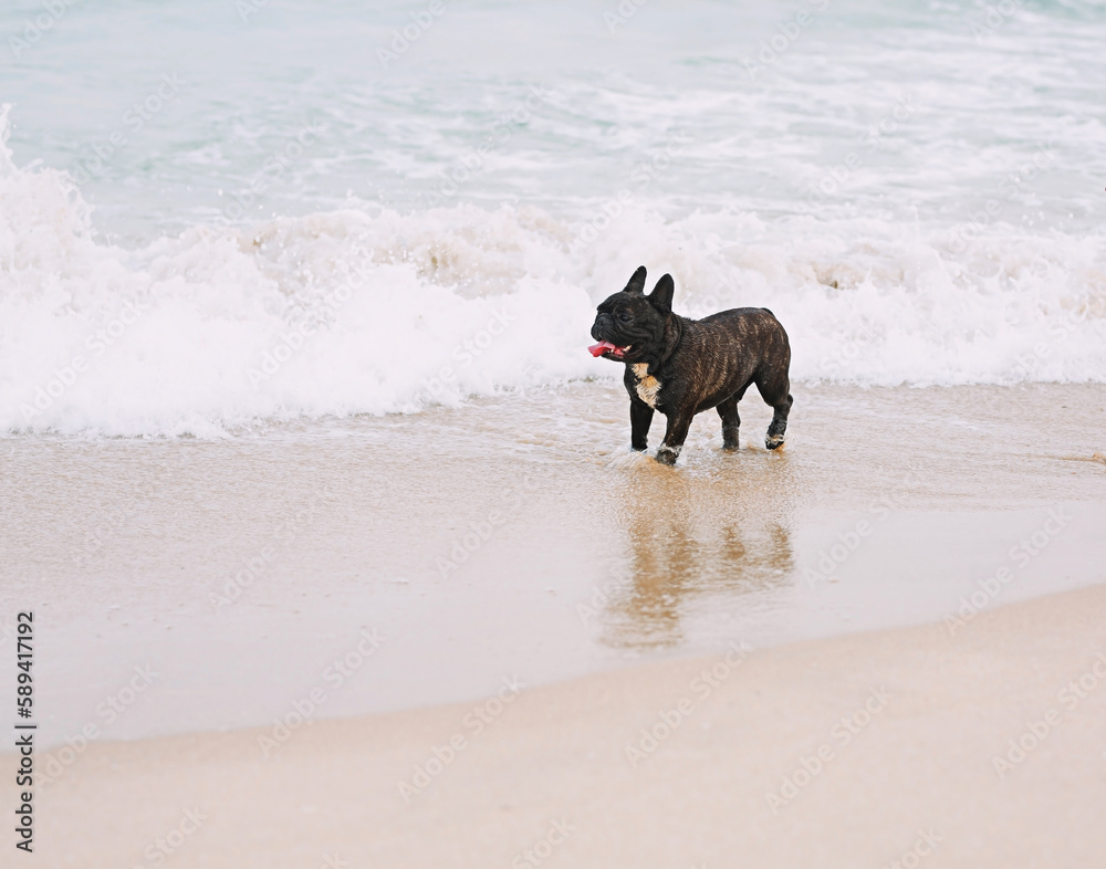 A small black wrinkled-faced dog playing in the sea with the waves crashing on the beach. focus on dog A small black wrinkled-faced dog playing in the sea with the waves crashing on the beach. focus on dog