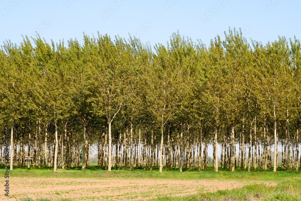 Fototapeta premium Po Valley Panorama Landscape Fields Agriculture Sky Horizon Color Blue Trees Earth Terrain Italy Italian