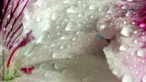 Water drops on the flower, Macro texture water dew from green leaves - fresh concept