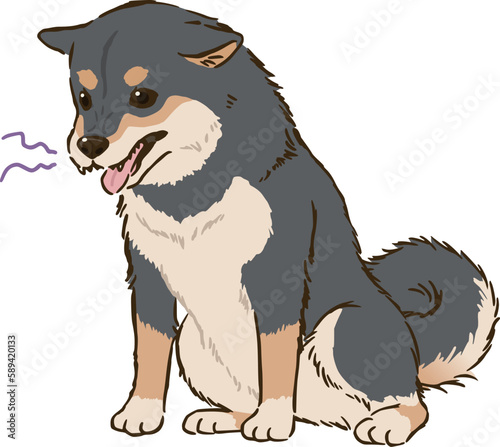 お座りして怒る柴犬（黒柴）