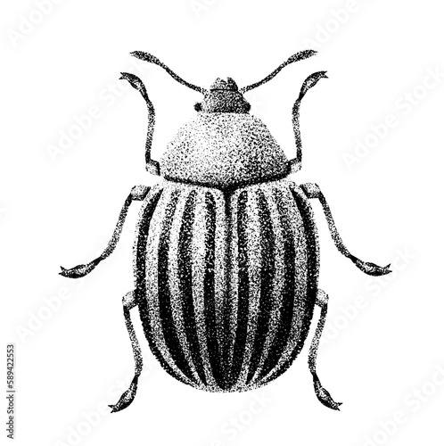 Colorado potato beetle on a white background. Pointillism