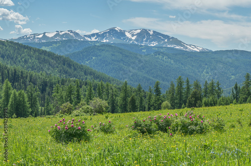 Summer greenery of meadows and forests and snow on the peaks, sunny day