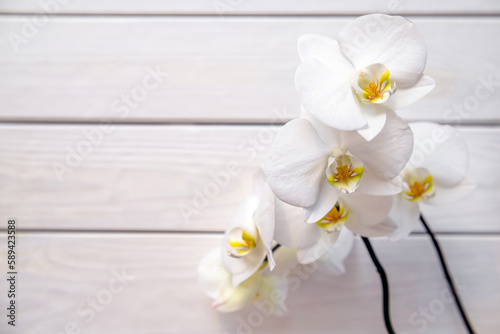 A branch of white orchids on a white wooden background 