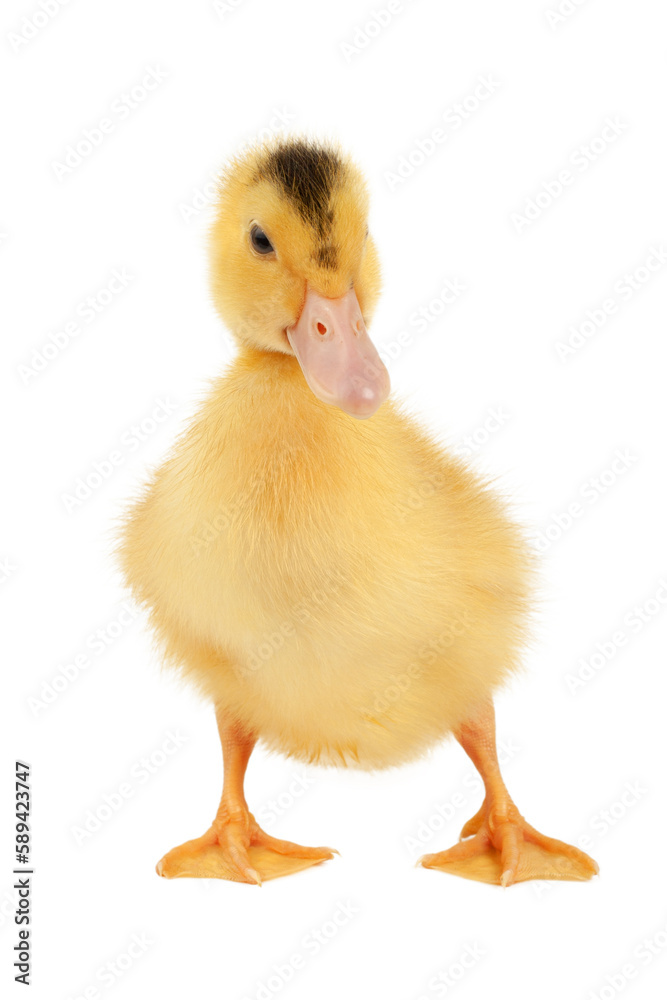 Newborn fluffy duckling mulard isolated on a white background, vertically. Newborn fluffy duckling mulard isolated on a white background, vertically.