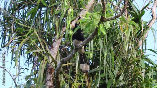 The oriental pied hornbill (Anthracoceros albirostris) is sitting on a tree photo