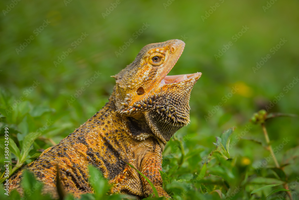 Obraz premium yawning iguana