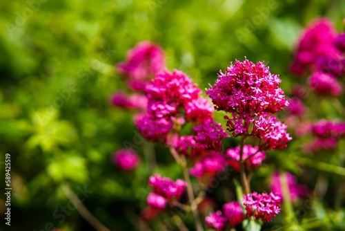 Pink flowers in the garden