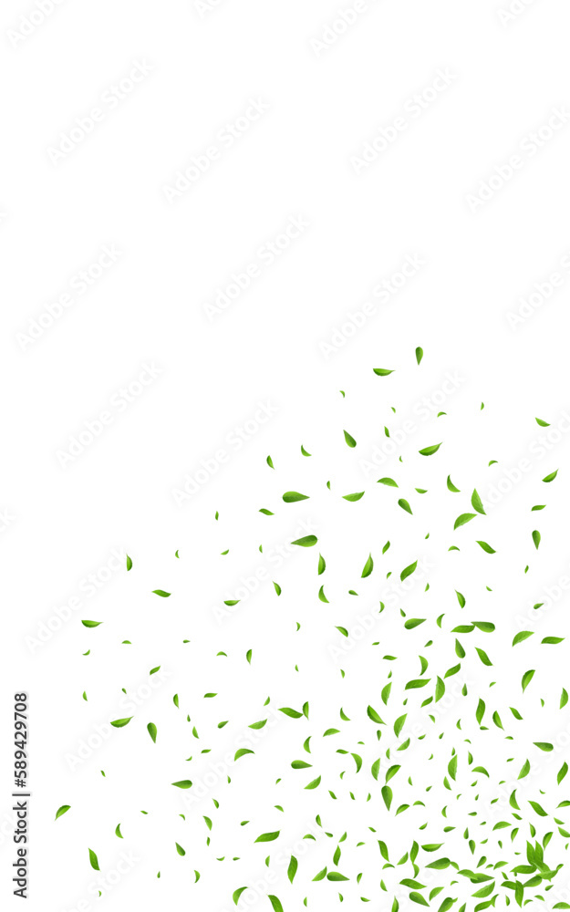 Olive Leaves Herbal Vector White Background Olive Leaves Herbal Vector White Background