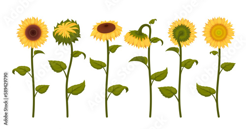 Sunflowers with yellow petals stem and leaves set isometric vector illustration