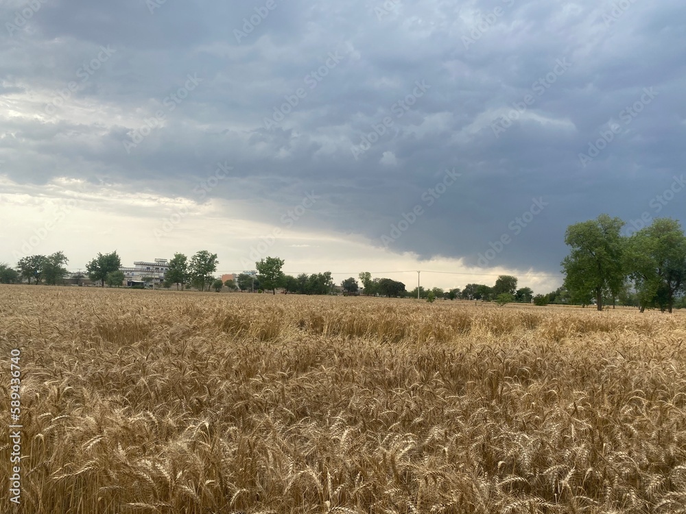 Naklejka premium wheat field and sky