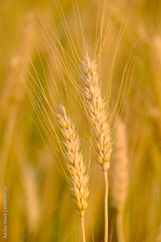  Gold Wheat Field Background