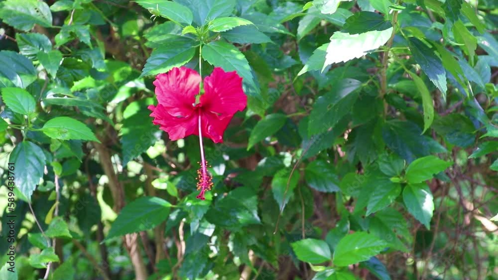 A beautiful red hibiscus flower blooms in the rainforest island, Thailand. A beautiful red hibiscus flower blooms in the rainforest island, Thailand.
