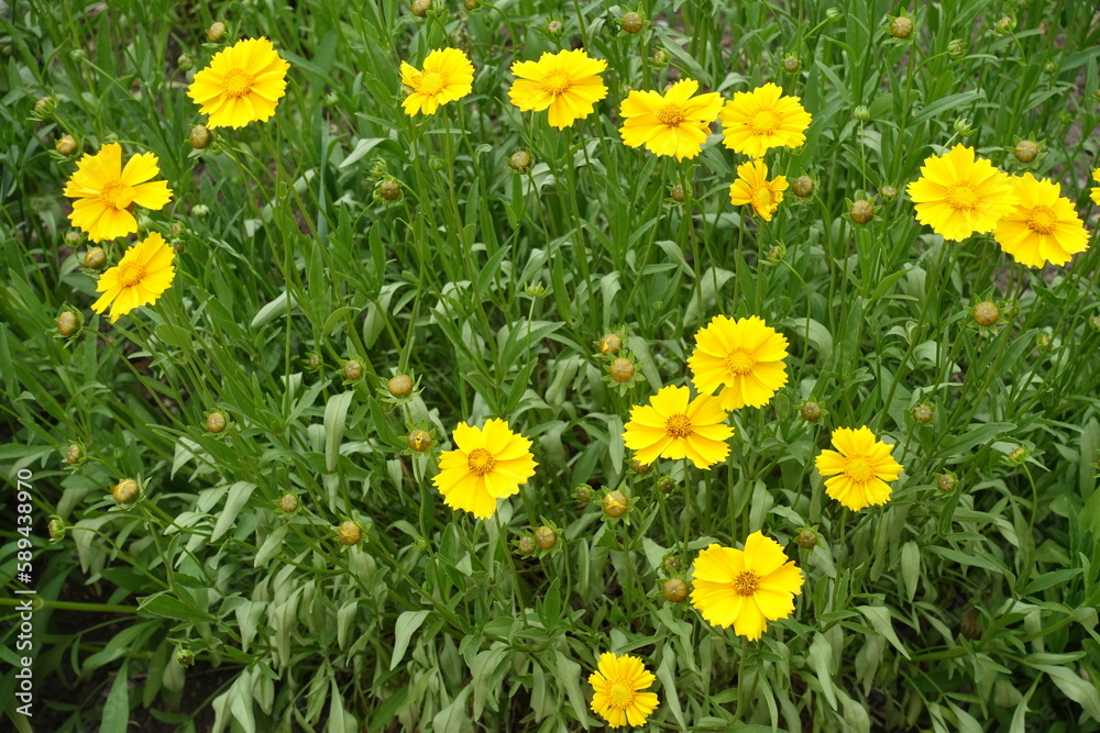 Vibrant yellow flowers and buds of Coreopsis lanceolata in mid June Vibrant yellow flowers and buds of Coreopsis lanceolata in mid June