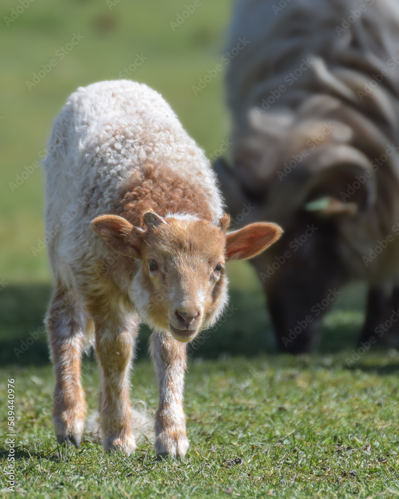 Fototapeta premium Cute little newborn lamb grazing