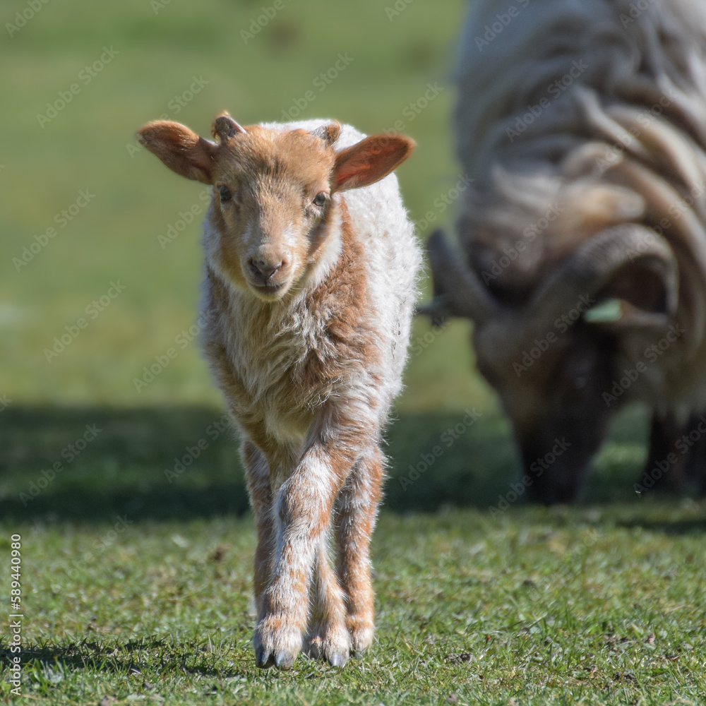 Fototapeta premium Cute little newborn lamb grazing