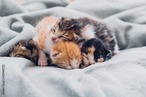 Newborn kittens. Newborn blind kittens sleep comfortably all together.