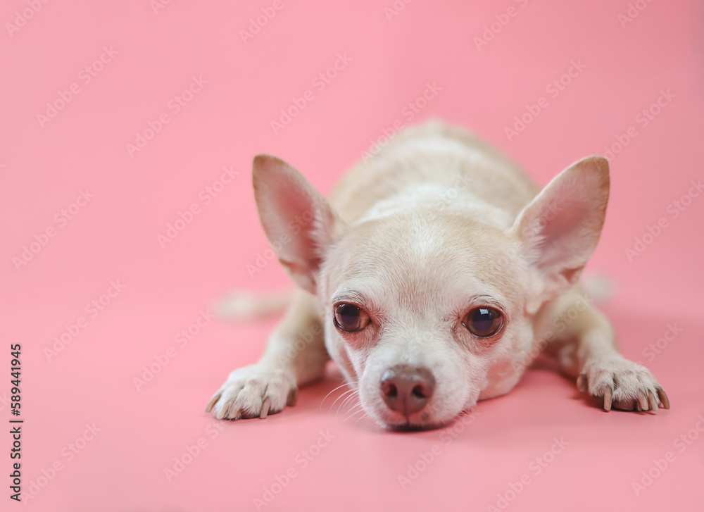 bored   Chihuahua dog  lying down on pink background, looking at camera. Copy space.