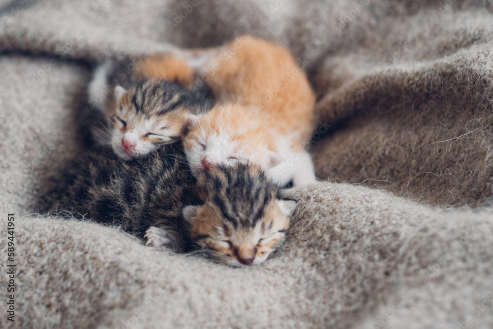 Different blind newborn kittens cozy sleep together, domestic baby pets, lovely family.