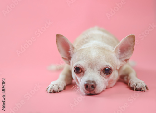 bored   Chihuahua dog  lying down on pink background  looking at camera. Copy space.