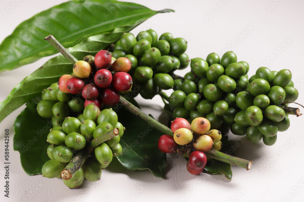 Collection of Raw Coffee Beans or Fresh Young Green Coffe Bean.