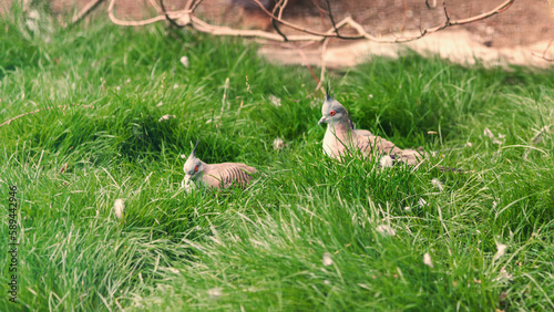 Crested pigeon, Ocyphaps lophotes, topknot pigeon photo