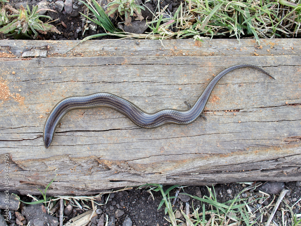 Western Three-toed Skink. Chalcides striatus. Western Three-toed Skink. Chalcides striatus.
