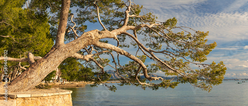 Tableau sur toile Mature pine tree overhanging the seafront at port de Pollenca Majorca Spain
