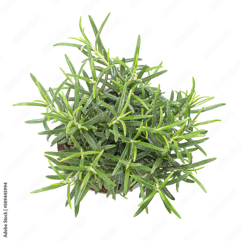 Rosemary, young plant in gray plastic pot. Salvia rosmarinus, aromatic and evergreen shrub with fragrant needle-like green leaves, used as medicinal and culinary herb. Isolated from above, over white. Rosemary, young plant in gray plastic pot. Salvia rosmarinus, aromatic and evergreen shrub with fragrant needle-like green leaves, used as medicinal and culinary herb. Isolated from above, over white.