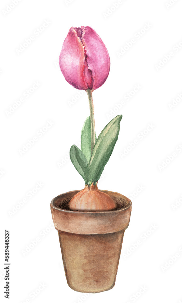 Watercolor tulip flower in a clay pot