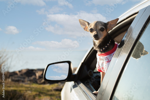 summer travel, pet trip, happy dog looks out the car window, summer holidays, vacation on the seashore © yta
