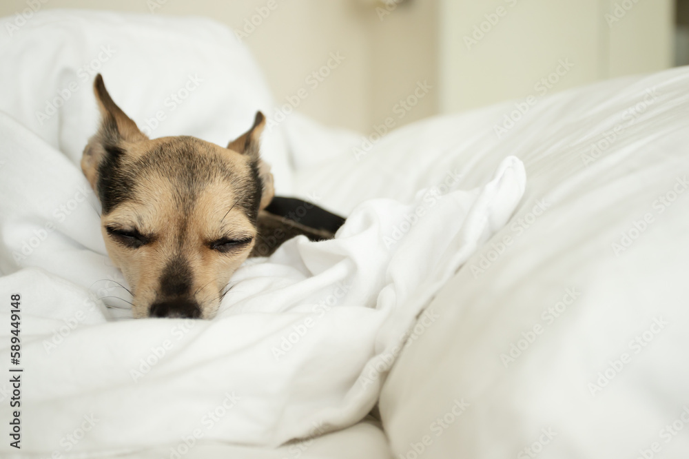 small dog sleeping in bed, pet comfort, dog sleep