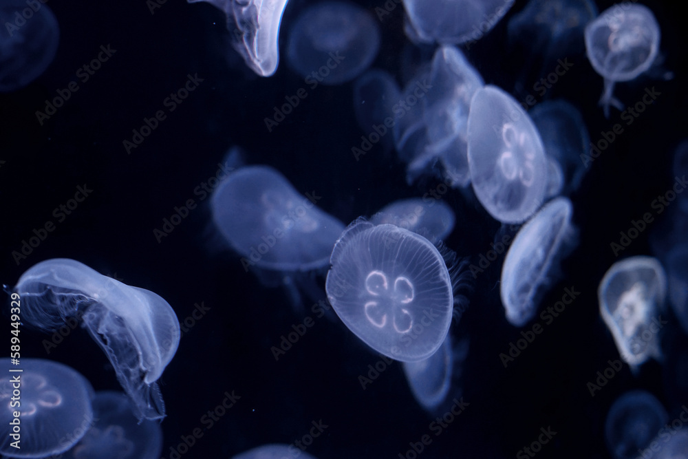 Group of transparent jelly fish glowing in the dark. Jellyfish swim through the dark ocean. Dangerous jellyfish background Group of transparent jelly fish glowing in the dark. Jellyfish swim through the dark ocean. Dangerous jellyfish background