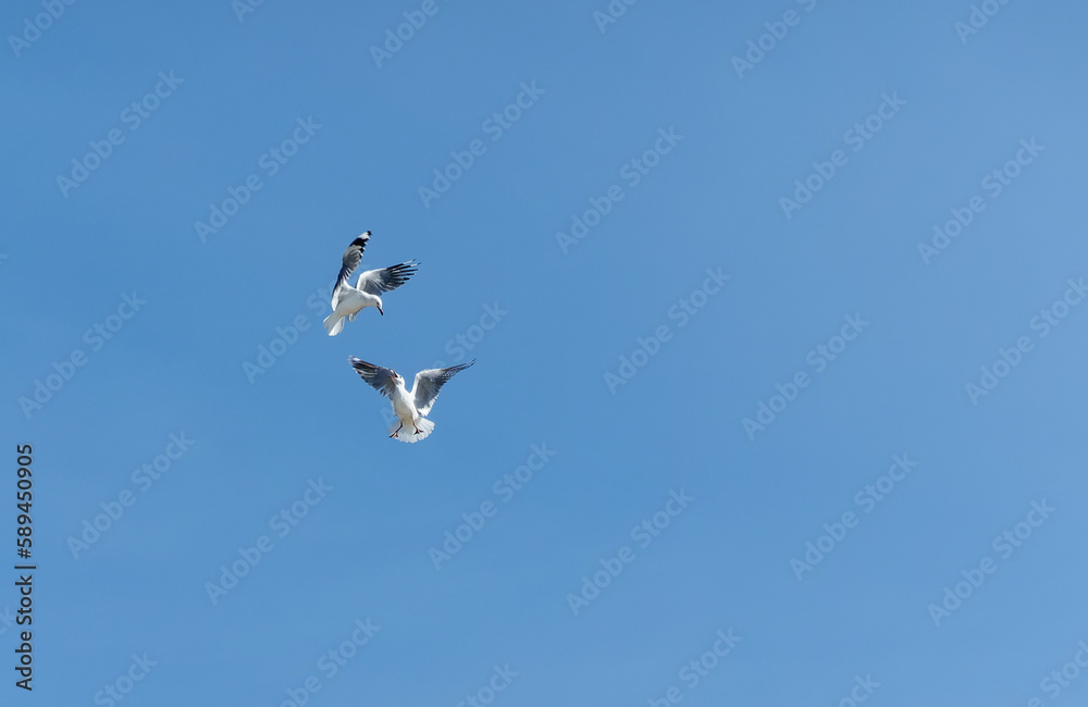 Two red-billed gulls squabbling while in flight against clear blue sky. Two red-billed gulls squabbling while in flight against clear blue sky.