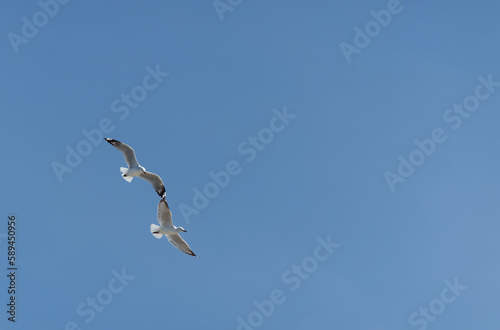Two red-billed gulls fly wingtip to wingtip