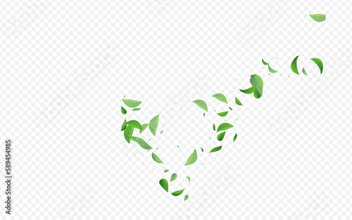 Forest Leaves Organic Vector Transparent